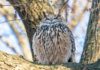 Flaco, an escaped Eurasian eagle-owl, in Central Park / © Rhododendrites/ Wikimedia (CC BY-SA 4.0 Deed)