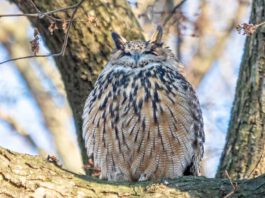 Flaco, an escaped Eurasian eagle-owl, in Central Park / © Rhododendrites/ Wikimedia (CC BY-SA 4.0 Deed)
