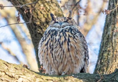 Flaco, an escaped Eurasian eagle-owl, in Central Park /© Rhododendrites/ Wikimedia (CC BY-SA 4.0 Deed)