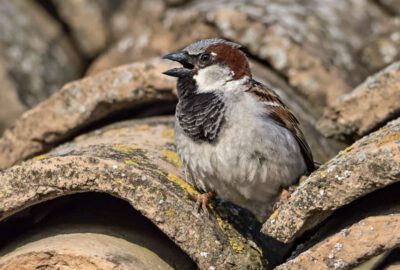 Gebäudebrüter Haussperling. Photo: Marcel Burkhardt