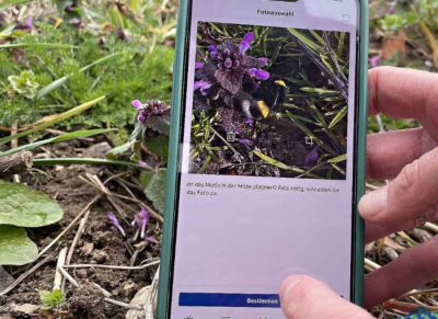 Hummeln melden über die App ObsIdentify. Photo: Martina Gehret