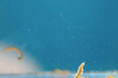Der Meeresborstenwurm Platynereis dumerilii richtet seinen Fortpflanzungszyklus an Mondphasen aus. (Foto: Florian Raible / Universität Wien)