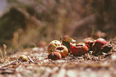 World squanders over 1 billion meals a day - UN report 1 Photo: Joshua Hoehne / Unsplash