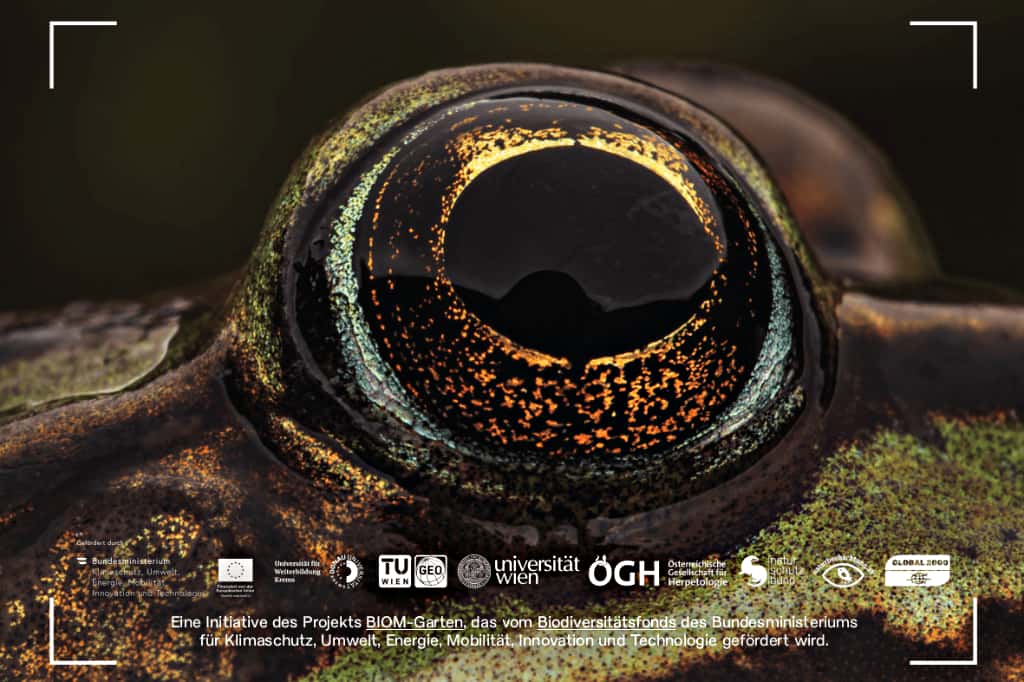 Österreich zählt Amphibien und Reptilien im Garten 1 Projekt "BIOM-Garten"