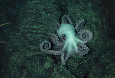 A majority of polled Europeans oppose deep-sea mining 1 Ring of Fire 2002 Expedition. This octopus was spotted on the side of a fault scarp during a geologic traverse © NOAA Photo Library / (Source: (Flickr, CC BY 2.0)