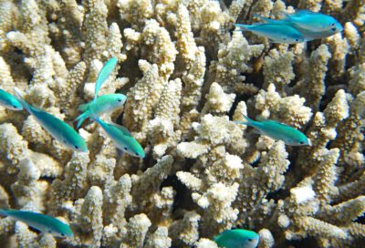 Global Fund for Coral Reefs approves more than US$25 million in additional funding for resilience action 1 Photo: CC0 - csharker/ Pixabay