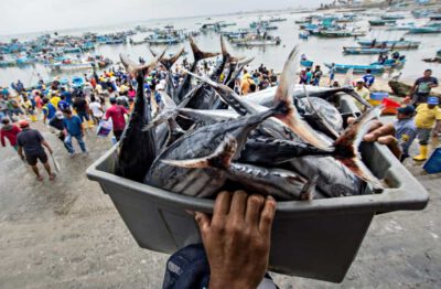 Climate risks projected to affect fish biomass around the world's ocean, FAO report says 1 Global projections of exploitable fish biomass show declines of more than 10 percent, particularly under a high-emissions scenario, by mid-century for many regions of the world. ©FAO/Camilo Pareja