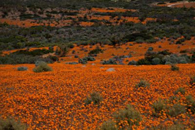 Carpets of Spring flowers, Namaqualand, Namaqua National Park - Skilpad Section, Northern Cape, South Africa © Winfried Bruenken(<a href="https://creativecommons.org/licenses/by/3.0/deed.en">CC BY 3.0</a>)