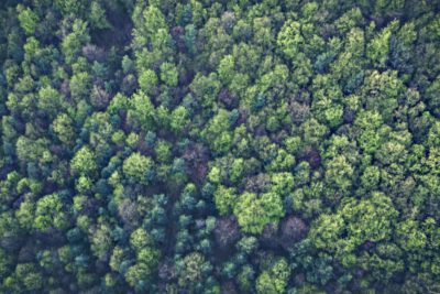 Ergebnisse der Bundeswaldinventur erwartet – CO2-Speicher Wald richtig bilanzieren 1 Foto: Markus Spiske / pexels.com