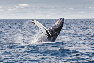 Bitter disappointment as pro-whaling nations at IWC block South Atlantic whale sanctuary 1 Photo: pxhere.com