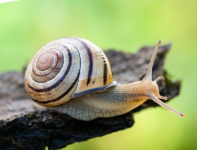 Die Hain-Schnirkelschnecke ist das Tier des Jahres 2025 1 Die Hain-Schnirkelschnecke (Cepaea nemoralis) ist von Pro Natura zum Tier des Jahres 2025 gekürt worden. Als weit verbreitete «Bodenmacherin» steht sie für die Wichtigkeit des Bodenlebens. © Stéphane Vitzthum