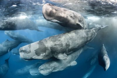 Wale als Klimaschützer: WWF fordert besseren Schutz für “wandernde CO2-Speicher” 1 Large aggregation of Sperm whales (Physeter macrocephalus) WW1193181 © naturepl.com Tony Wu WWF