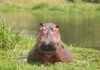 Hippo Uganda - Photo: Brett Hartl / Center for Biological Diversity