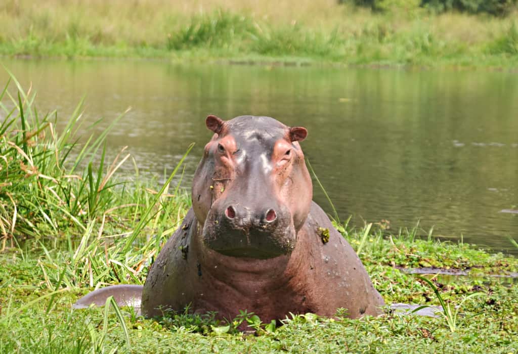 Hippo Uganda - Photo: Brett Hartl / Center for Biological Diversity