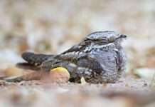 European Nightjar - Ziegenmelker - Caprimulgus europaeus- Oman- adult © Ralph Martin