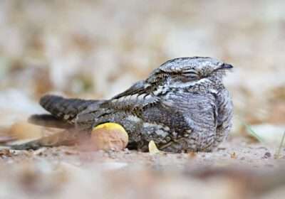 European Nightjar - Ziegenmelker - Caprimulgus europaeus- Oman- adult © Ralph Martin