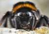 Hummel / Photo: pixabay