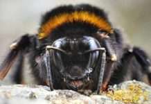 Hummel / Photo: pixabay