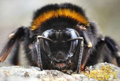 Österreichischer Tierschutzverein: Alarmstufe Rot für die Wildbienen 1 Hummel / Photo: pixabay