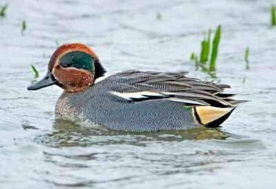 Kleine Ente, großes Problem 1 Krickenten- Männchen Wasser. © Michael Dvorak
