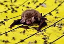 Fransenfledermaus auf Klebefalle / Photo: Christian Söder