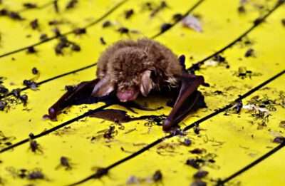 Klebefallen im Garten werden zur tödlichen Gefahr für Fledermäuse und Vögel 1 Fransenfledermaus auf Klebefalle / Photo: Christian Söder