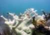 A Colony of the threatened Elkhorn coral, Acropora palmata, in Dry Tortugas National Park that has become "bleached". Photo: USGS GOV/ Public Domain
