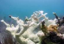 A Colony of the threatened Elkhorn coral, Acropora palmata, in Dry Tortugas National Park that has become "bleached". Photo: USGS GOV/ Public Domain