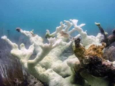A Colony of the threatened Elkhorn coral, Acropora palmata, in Dry Tortugas National Park that has become "bleached". Photo: USGS GOV/ Public Domain