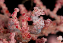 Pygmy seahorse in fancoral (Hippocampus bargibanti). Misool, Raja Ampat, West Papua, Indonesia, 14 January 2010 © Jürgen Freund WWF