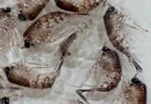 Zooplankton. Credit: Huw Griffiths, BAS