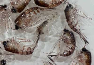 Zooplankton. Credit: Huw Griffiths, BAS
