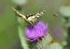 Eselsdistel mit Schwalbenschwanz und Biene / Photo GreenConnect