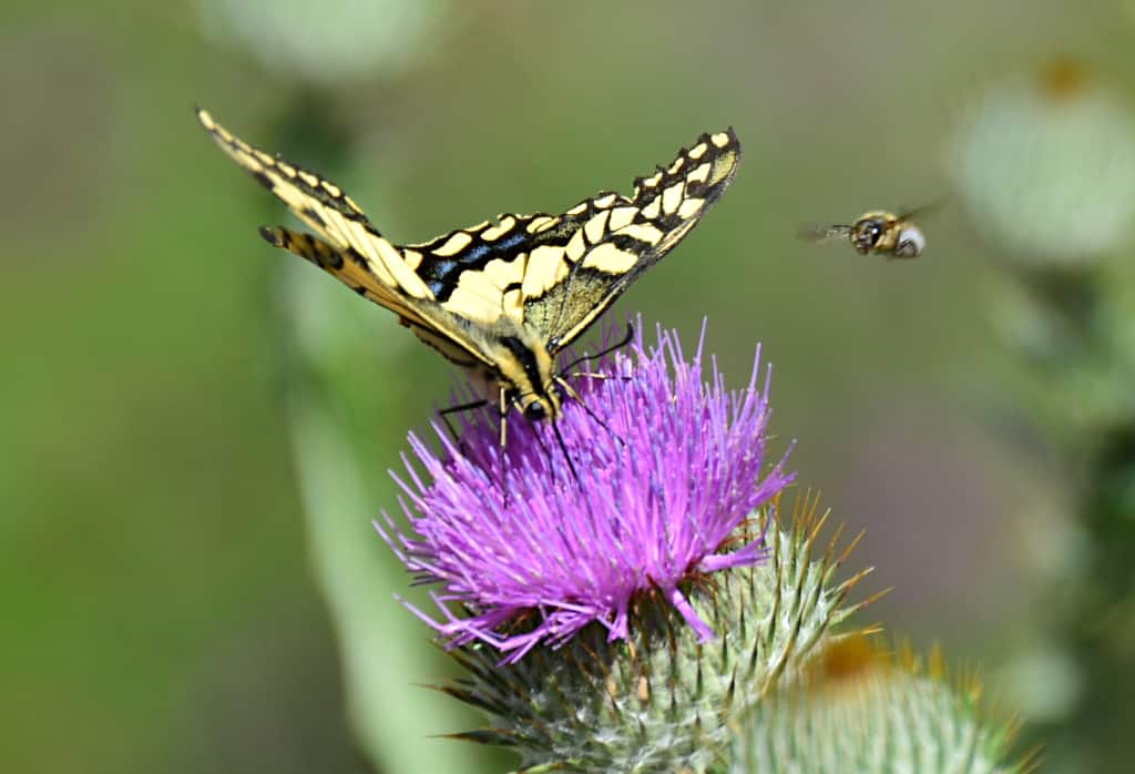 Eselsdistel mit Schwalbenschwanz und Biene / Photo GreenConnect