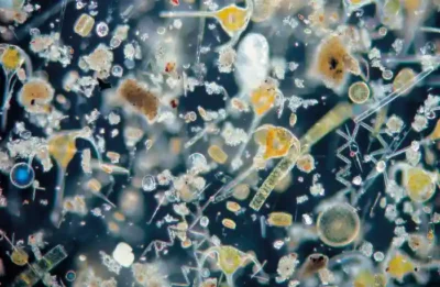 News Phytoplankton – winzige Klimahelden im Meer 1 Phytoplanktongemeinschaft unter dem Mikroskop: Die winzigen Mikroalgen tragen durch ihre Photosynthese maßgeblich dazu bei, CO2 im Ozean zu binden. Foto: Annegret Stuhr, GEOMAR