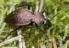 Weniger Laufkäfer in Deutschland Der Bergwald-Laufkäfer (Carabus sylvestris) ist bundesweit im Rückgang begriffen. @ Ralph Martin