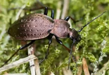 Der Bergwald-Laufkäfer (Carabus sylvestris) ist bundesweit im Rückgang begriffen. @ Ralph Martin