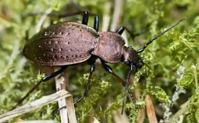 Der Bergwald-Laufkäfer (Carabus sylvestris) ist bundesweit im Rückgang begriffen. @ Ralph Martin