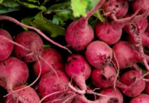 Neue Gentechnik: Ein schwarzer Tag für Bäuer:innen, Konsument:innen, Saatgutvielfalt und Umwelt Radieschen Photo: pxhere.com